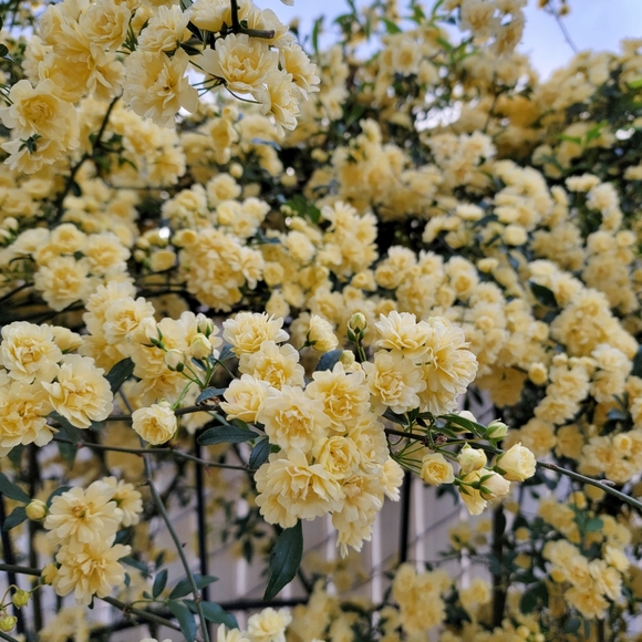 Meet your Posher, M - Picture 1 of 1